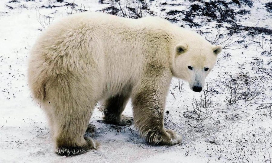 Polar Bears Soon to Be Extinct