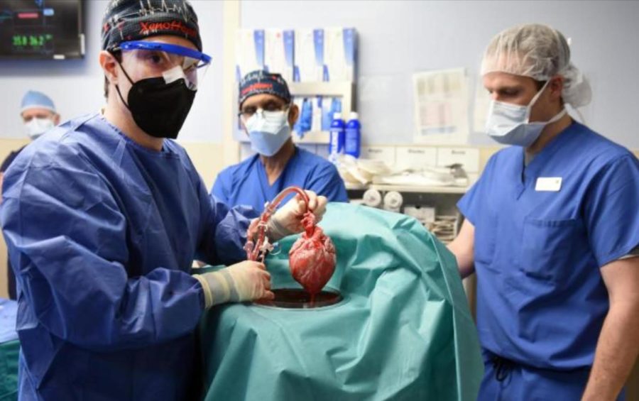 First Ever Genetically-Modified Pig Heart Transplant