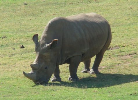 Artificial Rhino Reproduction