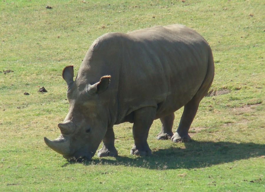 Artificial+Rhino+Reproduction