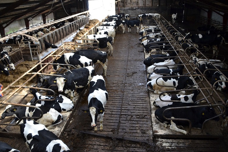 Dairy cows at a farm. Free public domain CC0 image.